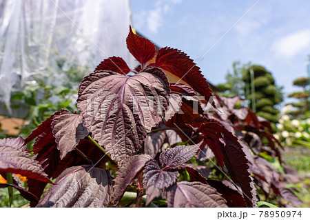 青空と陽の光を受けた赤紫蘇の葉 6月 家庭菜園の写真素材