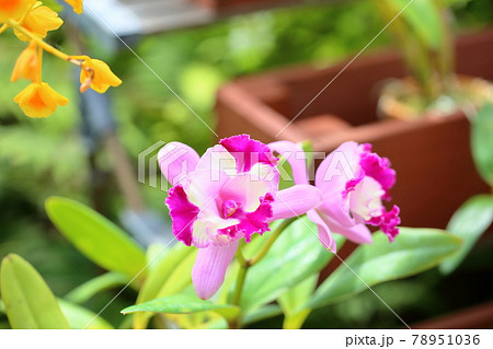 洋ランの花　カトレア 78951036