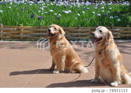菖蒲と犬 菖蒲と犬 78951153