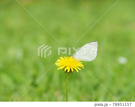 タンポポの蜜を吸うモンシロチョウ タンポポの蜜を吸うモンシロチョウ 78951157