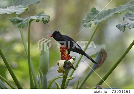 鳥 枝 小枝 78951161