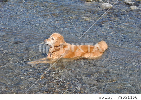 川に浸るゴールデンレトリーバー 川に浸るゴールデンレトリーバー 78951166