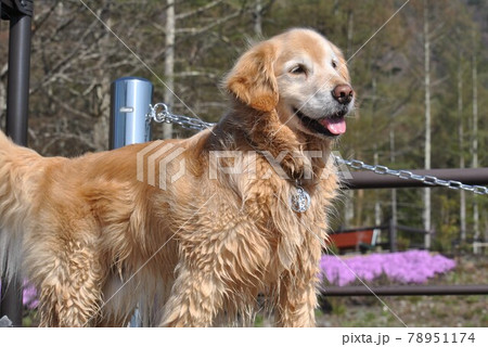 濡れた犬 78951174