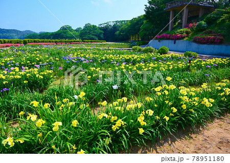 花菖蒲 北潟湖畔公園 あわら市 花菖蒲 北潟湖畔公園 あわら市 78951180