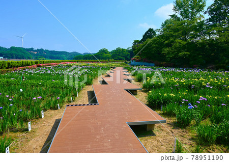 北潟湖畔公園　花菖蒲園　あわら市 78951190