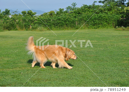 ドッグランで遊ぶ犬 78951249