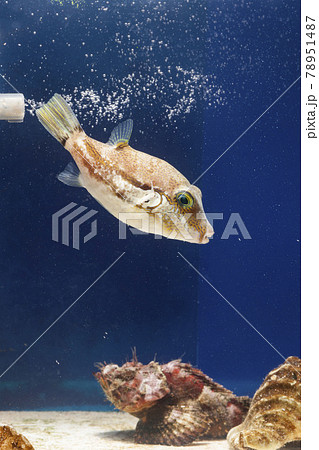 キタマクラ　フグ　サツマカサゴ　カサゴ 78951487
