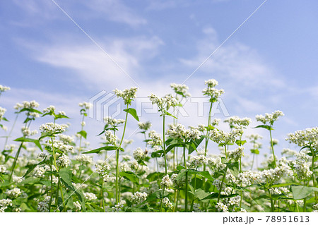 青空と白い蕎麦の花 そばの花 6月 の写真素材