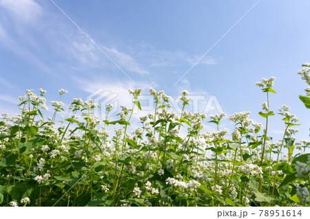 青空と白い蕎麦の花　そばの花　（6月） 78951614