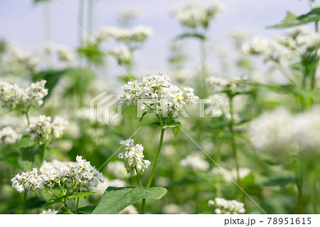 白い蕎麦の花 そばの花 (6月) 白い蕎麦の花 そばの花 (6月) 78951615