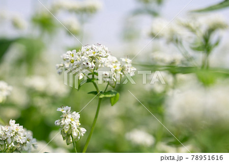 白い蕎麦の花　そばの花　（6月） 78951616