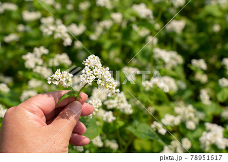 白い蕎麦の花 そばの花 男性の手 (6月) 白い蕎麦の花 そばの花 男性の手 (6月) 78951617