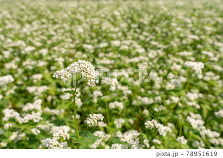 白い蕎麦の花 そばの花 (6月) 白い蕎麦の花 そばの花 (6月) 78951619