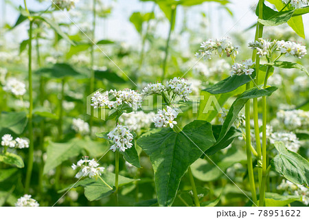 白い蕎麦の花 そばの花 6月 の写真素材