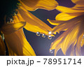ひまわりの水滴が付いたマクロ写真 78951714