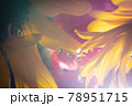 ひまわりとガーベラの水滴が付いたマクロ写真 78951715