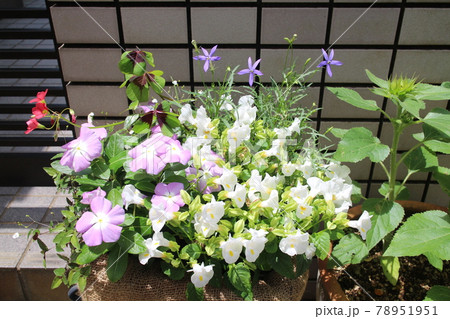 玄関前の花の寄せ植え 玄関前の花の寄せ植え 78951951