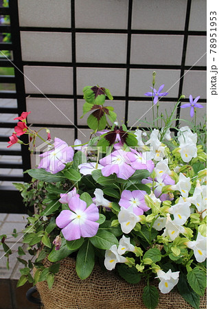 玄関前の花の寄せ植えの写真素材 玄関前の花の寄せ植えの写真素材