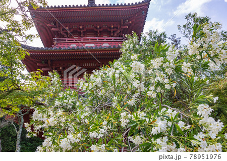 兵庫県神戸市・太山寺の三重塔とキョウチクトウ 兵庫県神戸市・太山寺の三重塔とキョウチクトウ 78951976