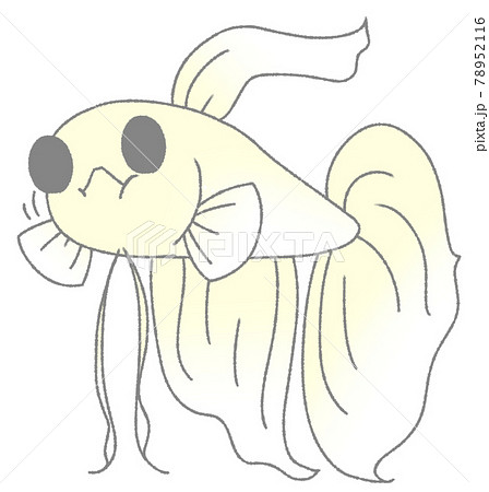 エサを食べるベタ(白色) エサを食べるベタ(白色) 78952116