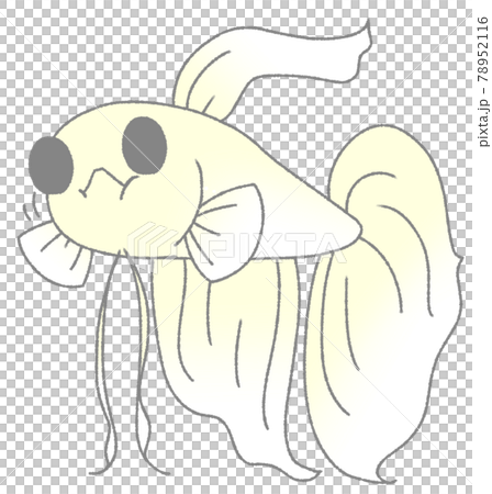 エサを食べるベタ(白色) エサを食べるベタ(白色) 78952116