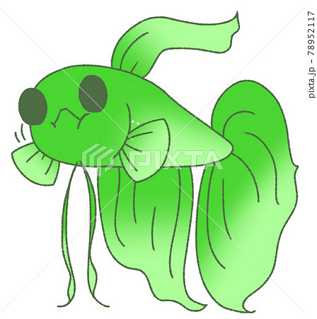 エサを食べるベタ(緑色) エサを食べるベタ(緑色) 78952117