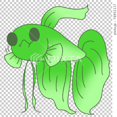 エサを食べるベタ(緑色) エサを食べるベタ(緑色) 78952117