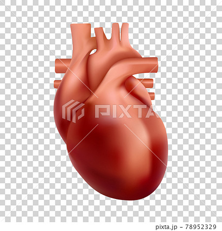 Human heart illustration. 3d realistic heart anatomy 78952329