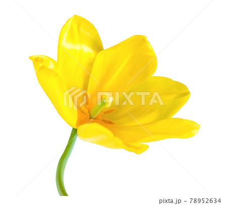 Yellow Lily flowers isolated on a white background Yellow Lily flowers isolated on a white background 78952634