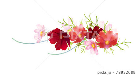 コスモスのブーケ　水彩イラスト 78952689