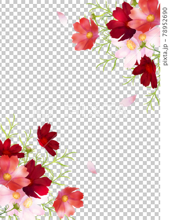 水彩の秋桜のフレーム 78952690