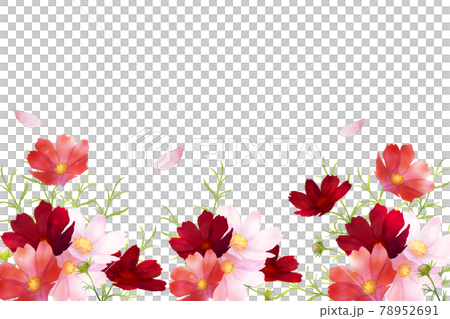 水彩の秋桜のフレーム 78952691