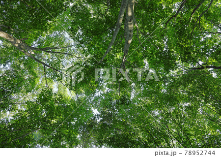 夏のブナの森の樹冠を見上げる-癒しの森 福島県只見町 夏のブナの森の樹冠を見上げる-癒しの森 福島県只見町 78952744