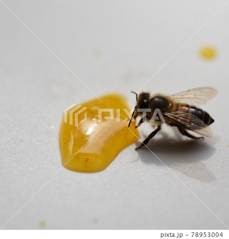 はちみつを仲良く食べるかわいいミツバチの子供たち 78953004