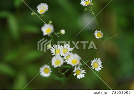 ハルジオンの花 ハルジオンの花 78953009