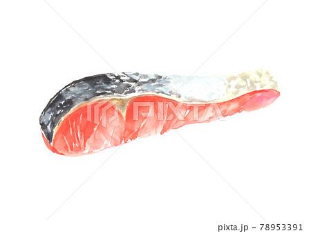 水彩で描いた生鮭の切り身のイラストのイラスト素材