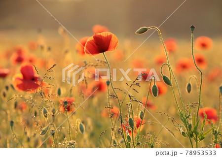 Poppies in the field at sunset 78953533