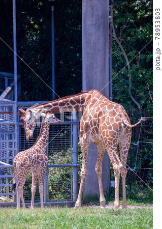 キリンの親子の写真素材