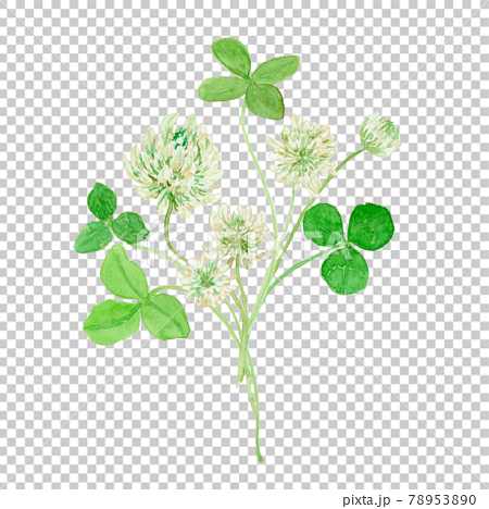 シロツメクサの花と葉を束ねた水彩イラスト 78953890