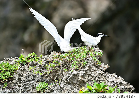 野鳥／アジサシ 78954137