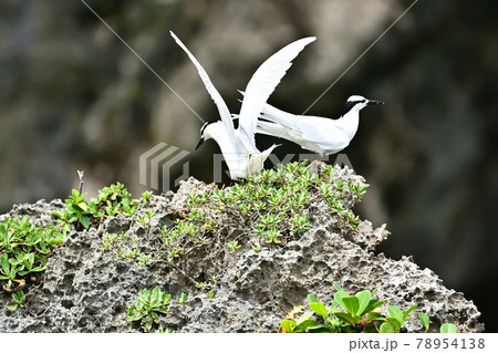 野鳥／アジサシ 78954138