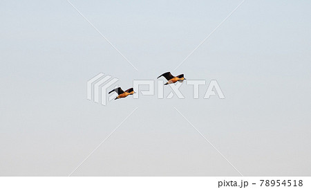 Lesser whistling duck pair's flight is in perfect sync, as they enjoying the flight in the sky evening. 78954518