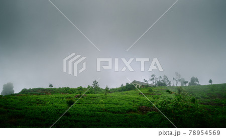 Tea Estate building on the top of a hill surrounded by tea lands, mystical landscape view, cold and gloomy weather. Tea Estate building on the top of a hill surrounded by tea lands, mystical landscape view, cold and gloomy weather. 78954569