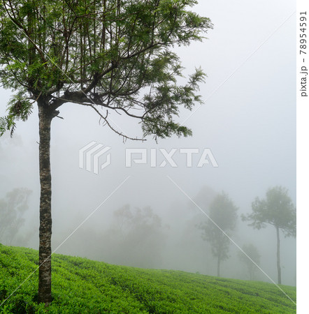 Tea plantation in Lipton Seat, Haputale, Fog covering the tea plantation fast as nearby trees are almost disappearing. 78954591