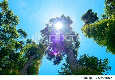 Sunrays coming through tall green leaves and branches view from the low ground level. Sunrays coming through tall green leaves and branches view from the low ground level. 78954602