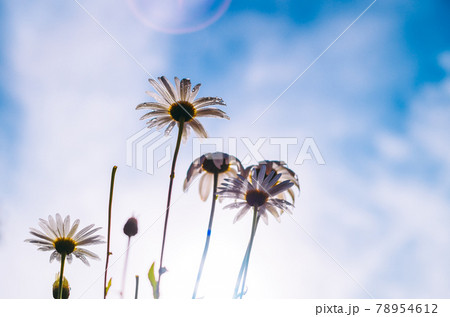 Many white daisy flowers standing tall against the blue sky, view from underneath the flowers, low angle photograph. bright sunlight penetrate the flower petals and glowing the dew drops in the petals 78954612