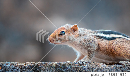 squirrel is scenting and searching the food, close up a front portion of the young squirrel body, black and white striped back, furry and cute pets, squirrel is scenting and searching the food, close up a front portion of the young squirrel body, black and white striped back, furry and cute pets, 78954932