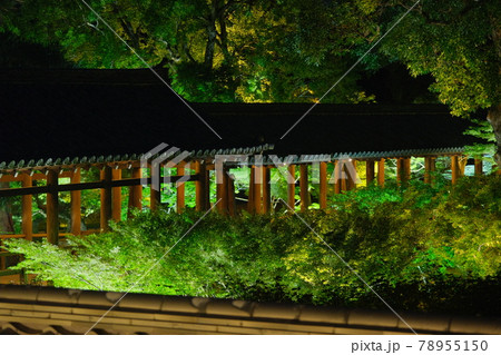 東福寺ライトアップされた通天橋 東福寺ライトアップされた通天橋 78955150