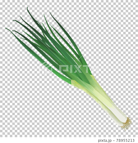 水彩觸摸一束蔥 水彩觸摸一束蔥 78955213