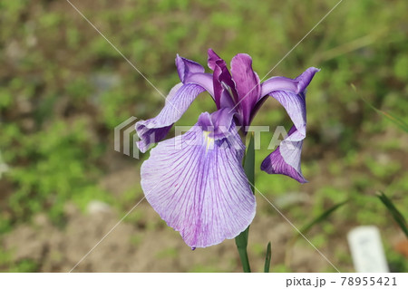 初夏の公園に咲くハナショウブの薄紫色の花の写真素材